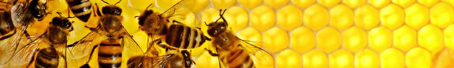 польза от пчел