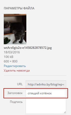 sleepingcat