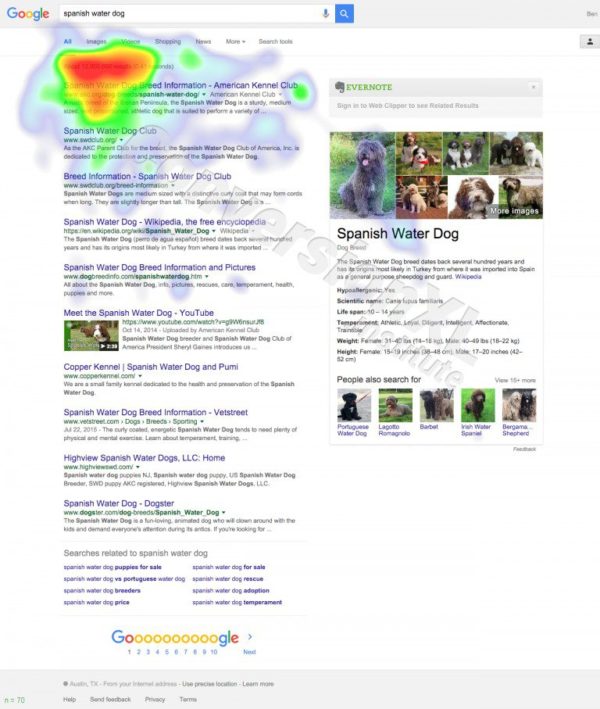 Google-Spanish-Water-Dog-1-768x907